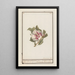 Hibiscus Hibiscus syriacus - Jan Anton Garemyn — framed artwork on a wall