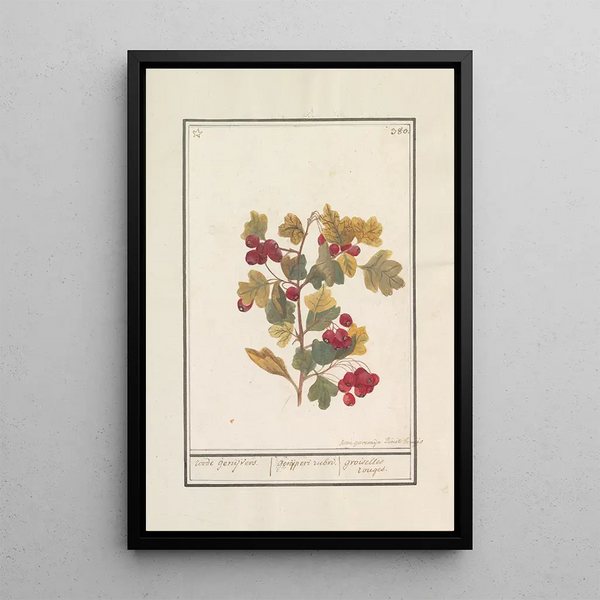 Hawthorn Crataegus - Jan Anton Garemyn — framed artwork on a wall