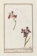 Giroflée Erysimum cheiri - Jan Anton Garemyn — artwork view