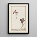 Giroflée Erysimum cheiri - Jan Anton Garemyn — framed artwork on a wall
