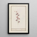 Pied d'alouette Consolida - Jan Anton Garemyn — framed artwork on a wall