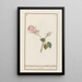 Rose Rosa - Jan Anton Garemyn — framed artwork on a wall