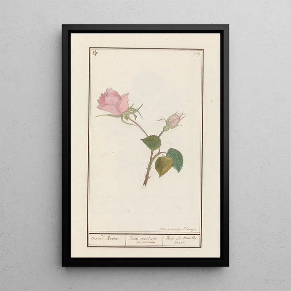Rose Rosa - Jan Anton Garemyn — framed artwork on a wall