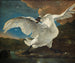 The Threatened Swan - Jan Asselijn — artwork view