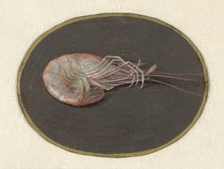 Shrimp - Jan Augustin van der Goes — artwork view