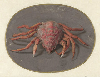 Crab - Jan Augustin van der Goes — artwork view