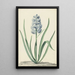 La jacinthe bleue Franciscus Primus - Jan Augustini — framed artwork on a wall