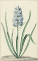La jacinthe bleue Franciscus Primus - Jan Augustini — artwork view