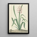 La jacinthe rose Rex Rubrorum - Jan Augustini — framed artwork on a wall