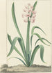 La jacinthe rose Rex Rubrorum - Jan Augustini — artwork view
