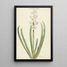 La jacinthe rose et blanche Gloria Florum Suprema - Jan Augustini — framed artwork on a wall