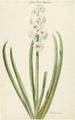 La jacinthe rose et blanche Gloria Florum Suprema - Jan Augustini — artwork view