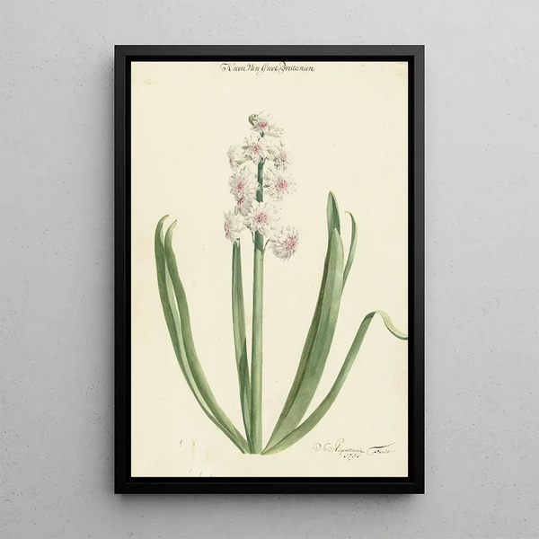 La jacinthe rose et blanche Crown of Great Britain - Jan Augustini — framed artwork on a wall