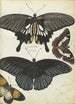 Indian Butterflies Painting - Jan Brandes — artwork view