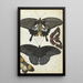 Indian Butterflies Painting - Jan Brandes — framed artwork on a wall