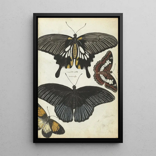 Indian Butterflies Painting - Jan Brandes — framed artwork on a wall