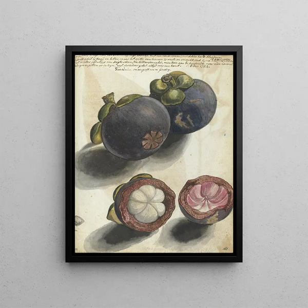 Mangoustan Painting - Jan Brandes — framed artwork on a wall