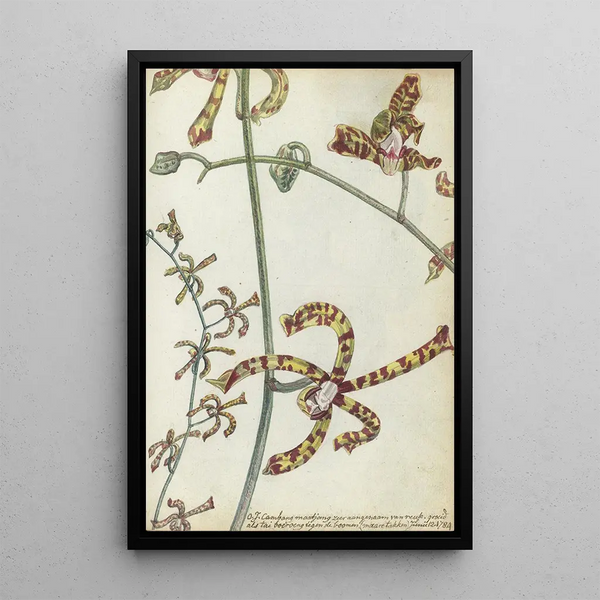 Flower of the East Indian cambang matjang - Jan Brandes — framed artwork on a wall