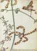 Flower of the East Indian cambang matjang - Jan Brandes — artwork view