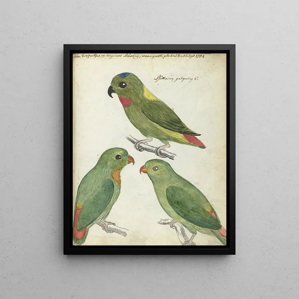 Oriental Parakeets Painting - Jan Brandes — framed artwork on a wall