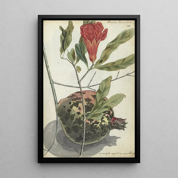 Pomegranate - Jan Brandes — framed artwork on a wall