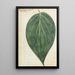 Betel Leaf - Jan Brandes — framed artwork on a wall