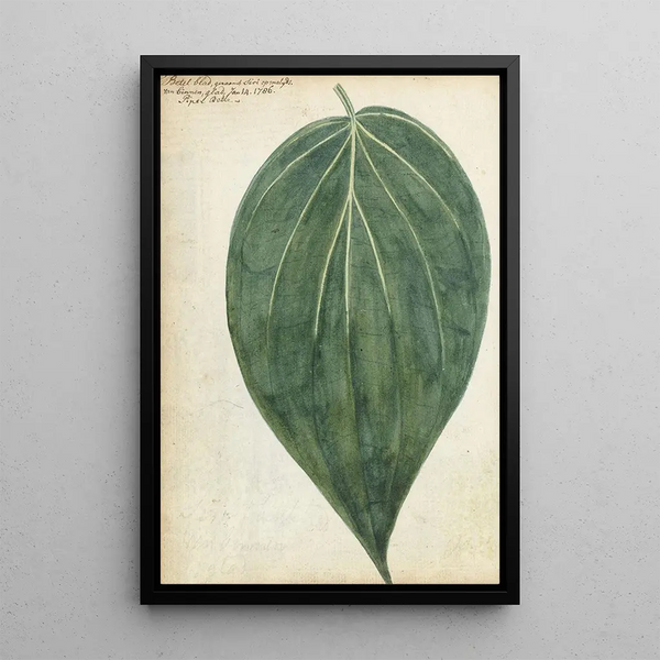 Betel Leaf - Jan Brandes — framed artwork on a wall