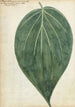 Betel Leaf - Jan Brandes — artwork view