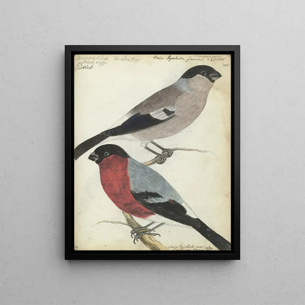 Finches - Jan Brandes — framed artwork on a wall