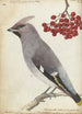 Swedish Bird Painting - Jan Brandes — artwork view