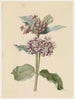 Asclepias species with flowers - Jan Jacob Goteling Vinnis — artwork view