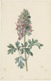 Corydale bulbeuse en fleur - Jan Jacob Goteling Vinnis — artwork view