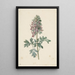 Corydale bulbeuse en fleur - Jan Jacob Goteling Vinnis — framed artwork on a wall