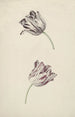 Two white and red tulips - Jan Jansz van der Vinne — artwork view