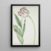 Tulip Grand Roy de France - Jan Laurensz van der Vinne — framed artwork on a wall