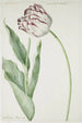 Tulip Grand Roy de France - Jan Laurensz van der Vinne — artwork view