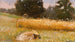 Field of Rye - Jan Stanisławski — artwork view