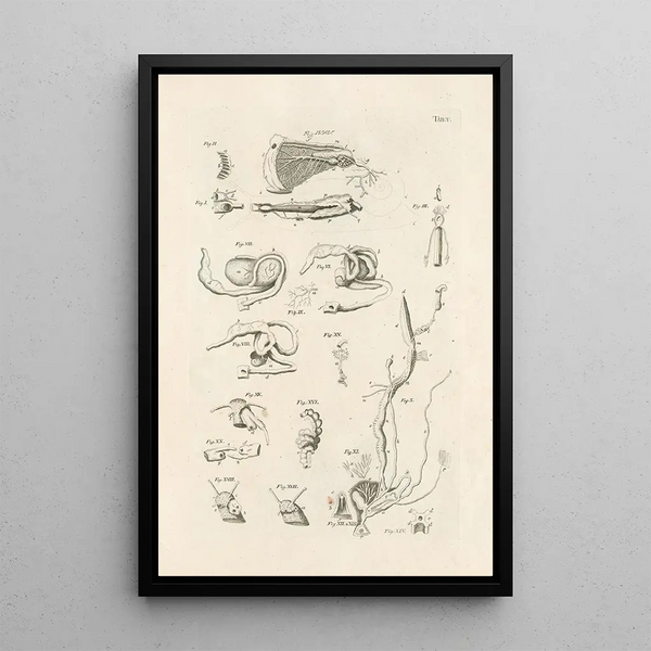 The Book of Nature or L'histoire des insectes Pl05 - Jan Swammerdam — framed artwork on a wall