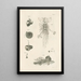 The Book of Nature or L'histoire des insectes Pl06 - Jan Swammerdam — framed artwork on a wall
