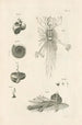 The Book of Nature or L'histoire des insectes Pl06 - Jan Swammerdam — artwork view