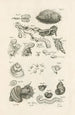 The Book of Nature or L'histoire des insectes Pl09 - Jan Swammerdam — artwork view