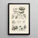 The Book of Nature or L'histoire des insectes Pl09 - Jan Swammerdam — framed artwork on a wall
