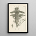 The Book of Nature or L'histoire des insectes Pl14 - Jan Swammerdam — framed artwork on a wall