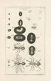 The Book of Nature or L'histoire des insectes Pl16 - Jan Swammerdam — artwork view