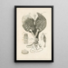 The Book of Nature or L'histoire des insectes Pl19 - Jan Swammerdam — framed artwork on a wall