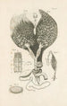 The Book of Nature or L'histoire des insectes Pl19 - Jan Swammerdam — artwork view