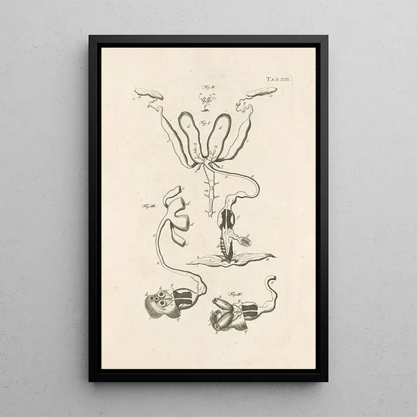 The Book of Nature or L'histoire des insectes Pl21 - Jan Swammerdam — framed artwork on a wall