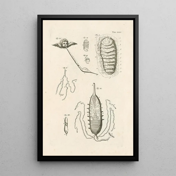 The Book of Nature or L'histoire des insectes Pl24 - Jan Swammerdam — framed artwork on a wall
