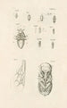 The Book of Nature or L'histoire des insectes Pl25 - Jan Swammerdam — artwork view