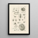 The Book of Nature or L'histoire des insectes Pl26 - Jan Swammerdam — framed artwork on a wall
